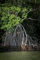 FBA0522 Rhizophora mangle.jpg