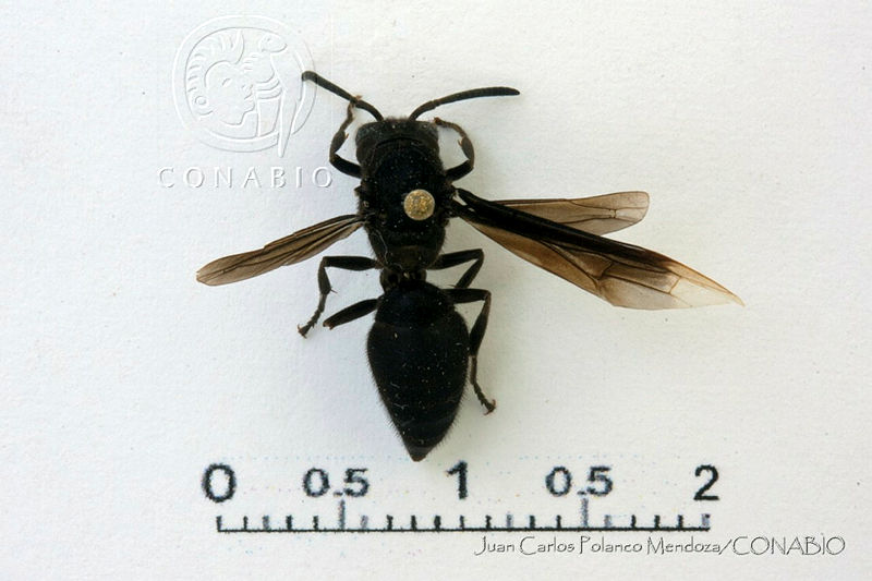 JCPM292%20Parachartergus%20sp..jpg.rSefyq30MTFBwYthQA3g0JtbmFja29CbnFuZ3NAbXJ6LGtwZwA.0EdZwvyoT3