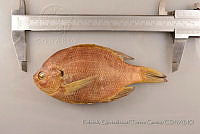 RQTG0187 Lepomis macrochirus.jpg