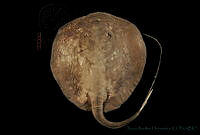 MRRH0052 Himantura pacifica.jpg