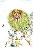 JMRM0027 Echinocactus grusonii.jpg