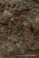 OTVHK040-140 Mammillaria kraehenbuehlii Habitat de Mammillaria huitzilopochtli.TIF