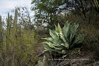 IMDOC 4770 Agave marmorata.jpg