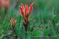 IMDOC 4835 Castilleja moranensis.jpg