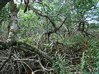 LRGA001 Rhizophora mangle y Acrostichum aureum.jpg