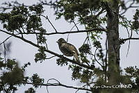 JRRO0278 Melozone fusca.jpg