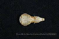VMS-CD0323 Cryptotis peregrina.JPG