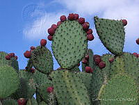 EL0029 Opuntia sp..jpg