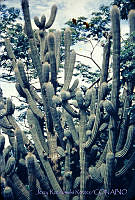 3188 Neobuxbaumia sp..jpg