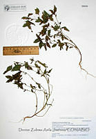 DZAJ1459 Acalypha neomexicana.JPG