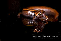 ALV003 Thorius sp..jpg