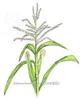 AIO 069 Zea mays subsp mays.jpg