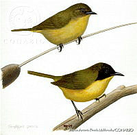 MAPM0132 Geothlypis speciosa.jpg