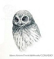 MAPM1184 Strix virgata.jpg