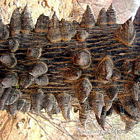 IRR 0193 Ceiba aesculifolia.jpg