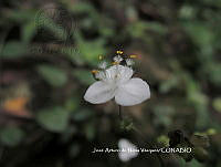 JAdNV0070 Gibasis pellucida.JPG