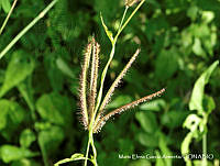 MEGA 0444 Chloris barbata.JPG