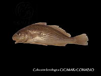 CICIMAR0546 Umbrina wintersteeni.jpg