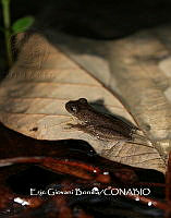 MN6F0021 Exerodonta sumichrasti.jpg