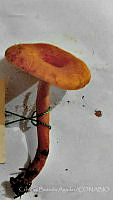 CBA0026 Lactarius luculentus.JPG