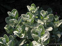 PTL1641 Mentha rotundifolia.jpg