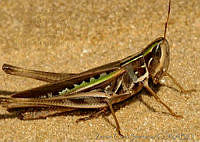 ZCS0043 Syrbula montezumae.jpg