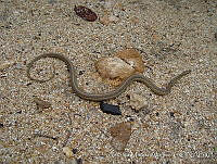 AMA0139 Thamnophis proximus.jpg