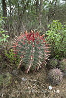 CAR 0039 Ferocactus.jpg