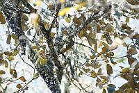 LEMH034 Colaptes rubiginosus.JPG