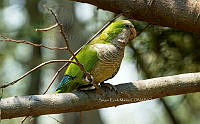 SM0655 Myiopsitta monachus.jpg