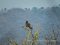 ZAPF0254 Buteo jamaicensis.jpg