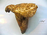 CBA0111 Gomphus sp..JPG