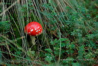 IMDOC Hong 0097 Amanita muscaria.jpg
