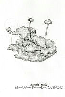 MARL0074 Asterella tenella.jpg