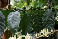 IMDOC3884 Coffea arabica.jpg