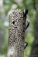 CNS0592 Melanerpes formicivorus.jpg