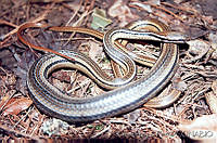 RLF0001 Rhadinaea taeniata.jpg