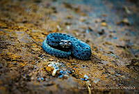 MACQ01 Crotalus triseriatus.jpg