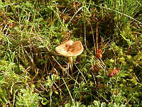 MCS040 Amanita sp..jpg