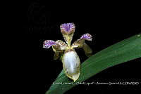 Atleq 0773 Neomarica variegata.jpg