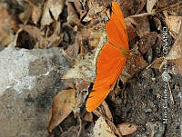 MCS IM0180 Dryas iulia ssp. Moderata.jpg