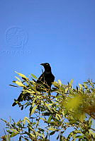 HJ6- 0342- Quiscalus mexicanus.jpg
