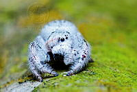 FCMB03 Paraphidippus fartilis.jpg