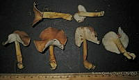 RGO0314 Gymnopus dryophilus.JPG
