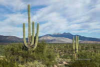 3R 00932 Carnegiea.jpg