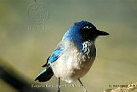 GRC0003 Aphelocoma californica.jpg
