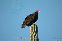 GRC0011 Cathartes aura.jpg