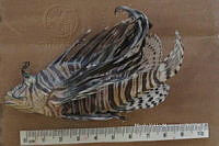 HE009 P 1541 Pez león asiático.jpg