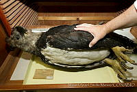 MASM04541 Harpia harpyja.jpg