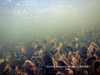 GML0003 Avrainvillea nigricans.JPG